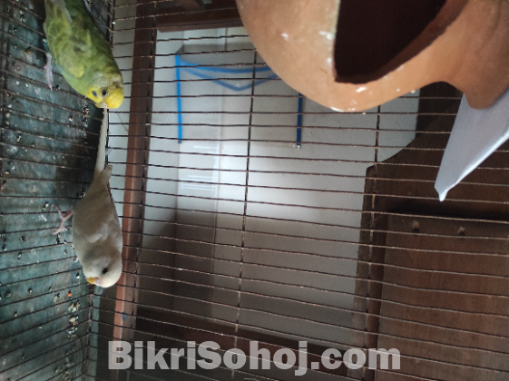 Budgerigar